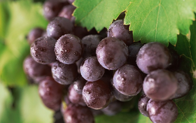 “葡萄美酒夜光杯”，敦煌陽關葡萄最甜美