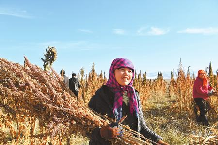 藜麥香飄新家園——天?？h易地扶貧搬遷工作掠影
