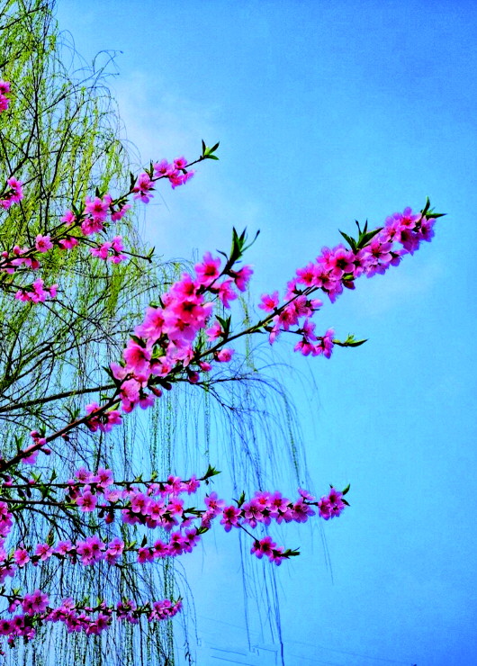 銅城桃花嫵媚綻放！君莫宅家辜負春光美景