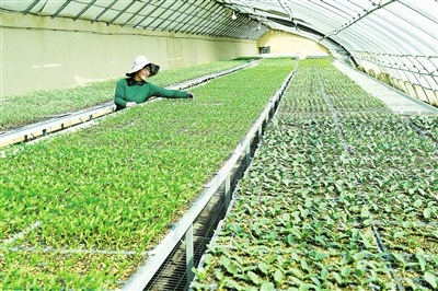 臨夏市農(nóng)業(yè)技術(shù)推廣服務(wù)中心培育10多萬(wàn)株菜苗相繼上市