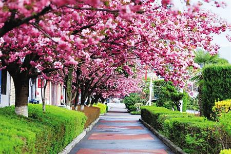 【印象隴原】去兩當(dāng)，與櫻花赴約