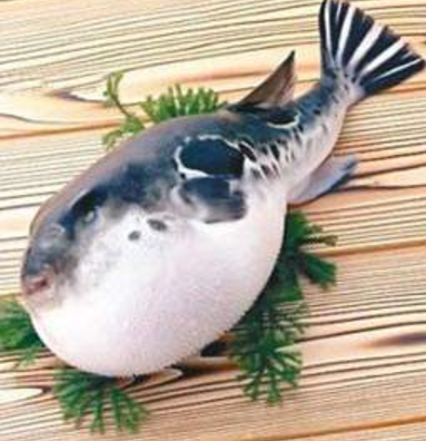 蘭州市市場監(jiān)督管理局發(fā)布通告禁止違法加工、經(jīng)營河豚魚