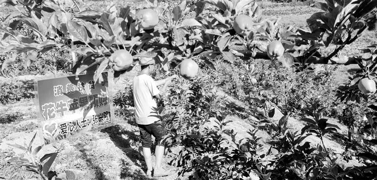 “于堡村果園”開張記——認購“一棵樹”，結出“致富果”