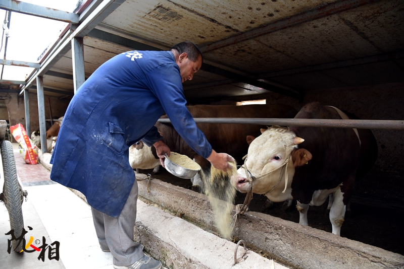 【隴人相】脫貧路上的實干家——“?！比笋R占清
