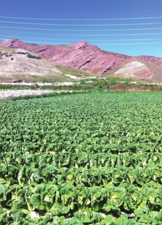 “兩園三區(qū)”助推城關(guān)區(qū)美麗鄉(xiāng)村建設伏龍坪的高原夏菜熟了