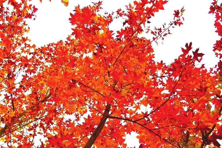 出彩啦！蘭州高校秋景驚艷來襲，快到秋日調(diào)色盤里pick你的母校