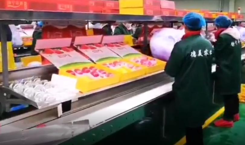 【獨(dú)家視頻】快訊丨甘肅省委副書記、代省長(zhǎng)任振鶴在靜寧縣調(diào)研蘋果產(chǎn)業(yè)發(fā)展