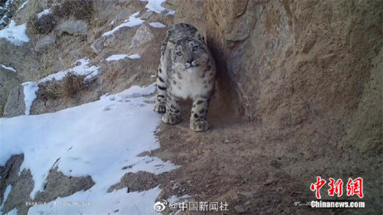精靈漫步！甘肅阿克塞祁連山深處現(xiàn)雪豹身影
