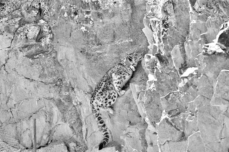 首例！肅北鹽池灣保護(hù)區(qū)一只雪豹被戴上定位項(xiàng)圈