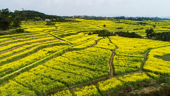 千余畝油菜花盛開(kāi)。廖濤 攝