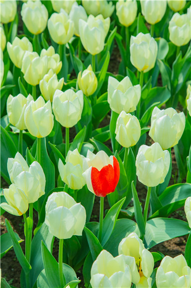 花叢中，別具一格。羅云希 攝