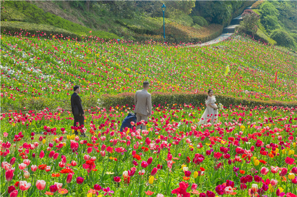 花海間，拍上一組美美的婚紗照。羅云希 攝