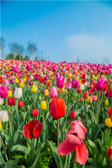 花的海洋。羅云希 攝