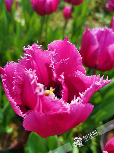 特色郁金香品種，花邊呈鋸齒狀。華龍網(wǎng)—新重慶客戶端記者 舒婷 攝