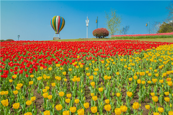 長壽湖郁金香開得正好。羅云希 攝