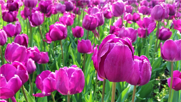 紫色郁金香。華龍網(wǎng)—新重慶客戶端袁舒含 攝