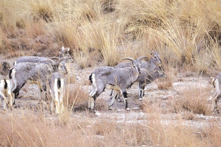 玉門市南山自然保護區(qū)出現巖羊種群