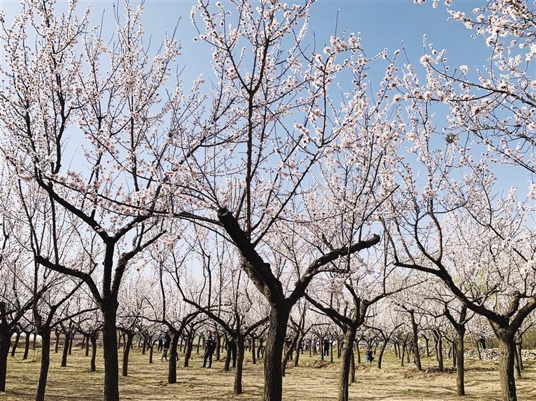 唐汪川的杏花開(kāi)了！周邊游再添好去處
