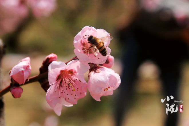 【小隴畫報·113期】最美人間四月天，灼灼桃花映秦安