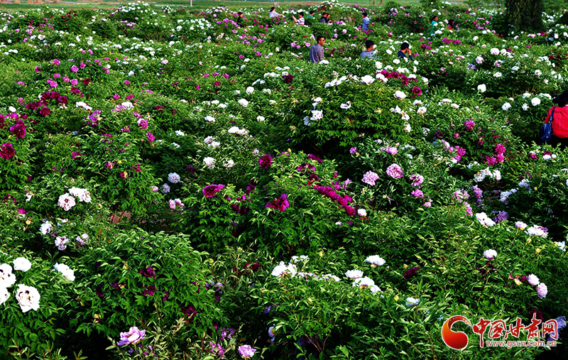 閱盡繁花盛景！定西文旅邀您共赴“紫斑牡丹”之約