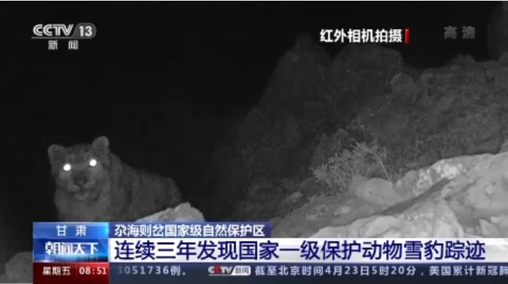 “大貓”出沒！甘肅尕海則岔保護區(qū)連續(xù)三年發(fā)現(xiàn)雪豹蹤跡