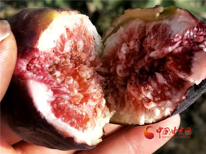 【小康圓夢(mèng)·看甘肅】酒泉瓜州：無(wú)花果結(jié)出“致富果” 特色林果豐產(chǎn)又賺錢