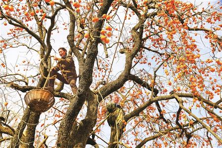 初冬的隴南兩當(dāng)縣鄉(xiāng)村一串串紅彤彤的柿子掛滿(mǎn)枝頭