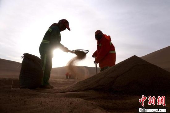 圖為“駱駝保姆”用土方法清理駝糞。　張曉亮 攝
