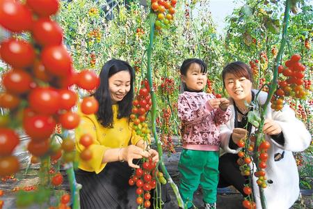 酒泉市肅州區(qū)東洞戈壁產(chǎn)業(yè)園里的圣女果、人參果陸續(xù)成熟上市