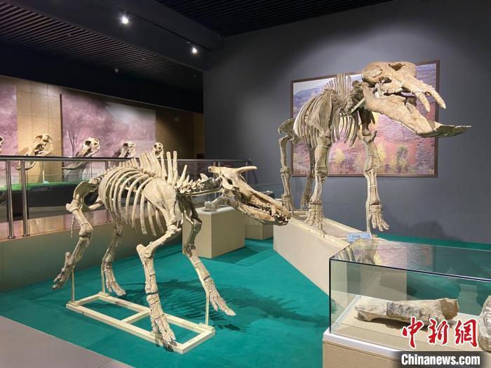圖為5月底，和政縣古動物化石博物館內修復后的古生物化石。　高展 攝