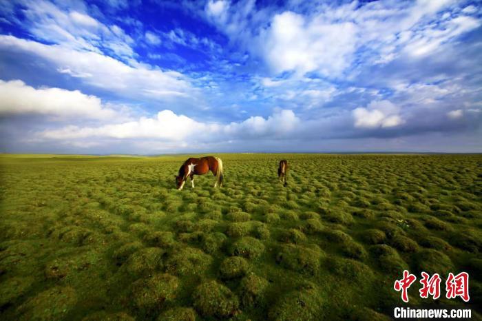 圖為甘肅甘南藏族自治州草原風(fēng)光。(資料圖) 艾慶龍 　攝