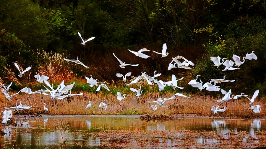 白鷺翩躚舞初冬。吳康軍攝
