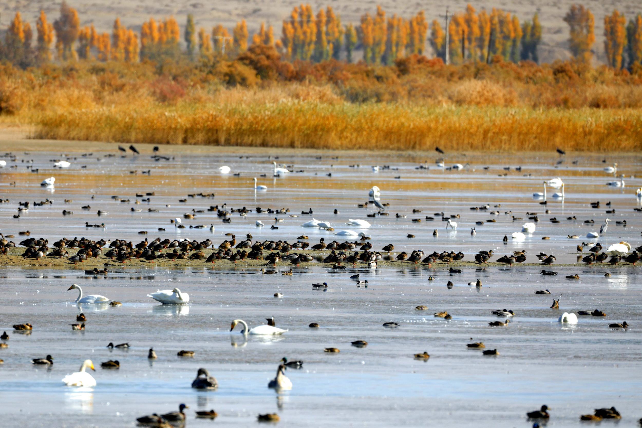 天鵝飛抵高臺縣黑河濕地嬉戲覓食、棲息越冬。尹昭霞攝