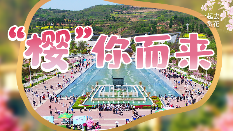 海報(bào)|春色爛漫，一組海報(bào)“云賞”櫻花盛開(kāi)