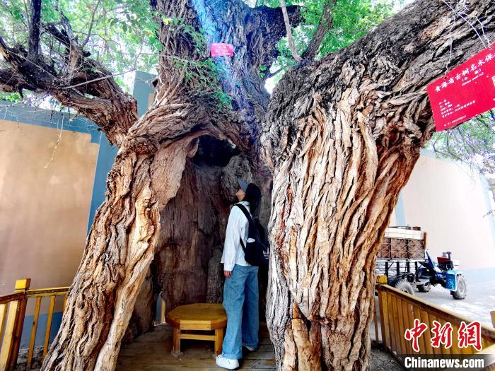 青海海東市阿河灘地質(zhì)文化村：古樹新枝、丹山碧水