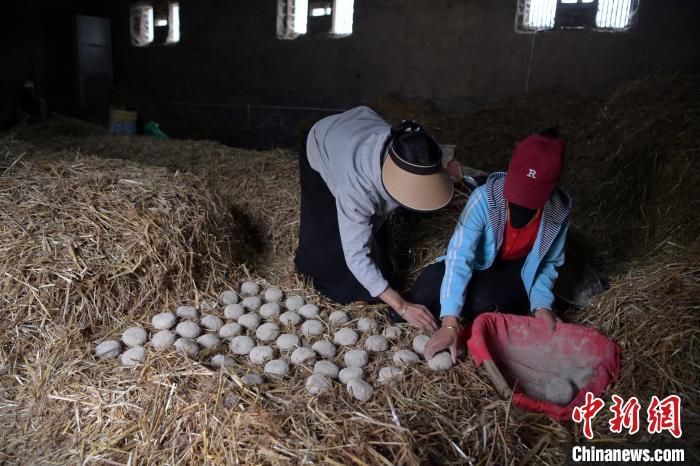 酒曲成型之后入曲房，入室之前要灑水，再鋪青稞草，防止曲塊的水分被吸走，曲房內(nèi)有通風(fēng)道、窗戶、暖氣、電熱爐等各種控制曲房溫度的設(shè)備。圖為5月10日，工作人員將成型的曲塊搬運(yùn)到曲房。九美旦增　攝