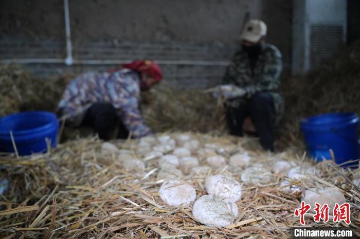 酒曲從曲坯入房培養(yǎng)到培養(yǎng)結(jié)束，整個(gè)培養(yǎng)周期控制在4至8天，曲坯的要求光滑，軟硬適宜，手按曲坯不松散，結(jié)實(shí)，薄厚一致。圖為5月10日，工作人員準(zhǔn)備將培養(yǎng)好的曲坯拿到外面晾曬。九美旦增　攝