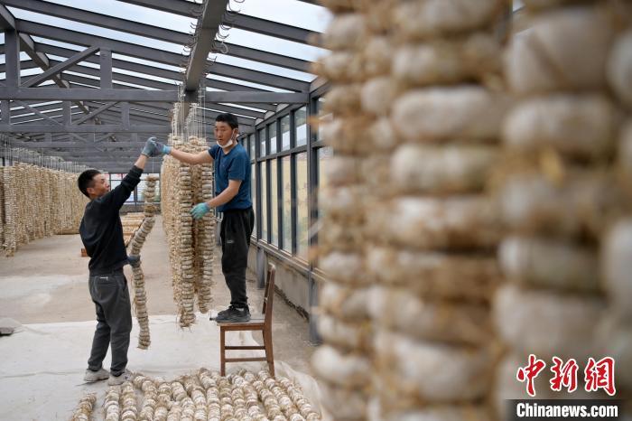 圖為5月10日，工作人員將用青稞面和青稞草等制成的曲坯用繩子串起來晾曬。九美旦增　攝