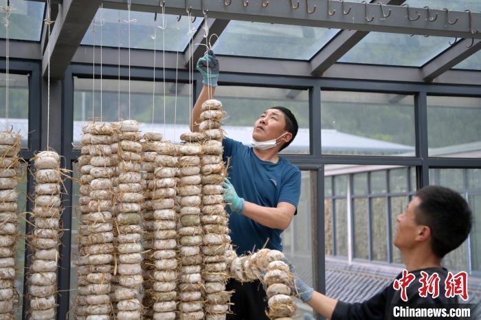 圖為5月10日，工作人員將用青稞面和青稞草等制成的曲坯用繩子串起來晾曬。九美旦增　攝