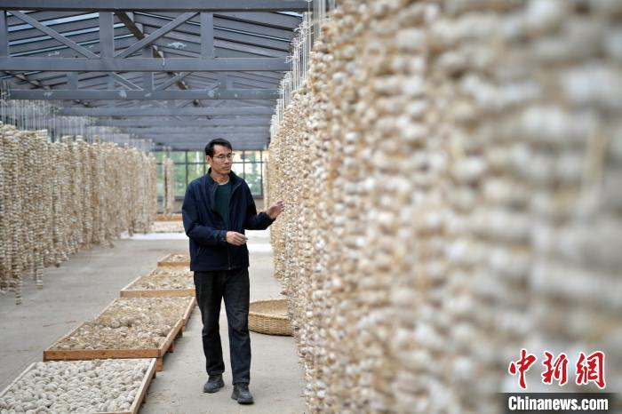 圖為5月10日，工作人員檢查晾曬的曲胚。九美旦增　攝