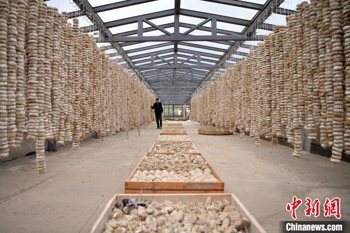 圖為5月10日，工作人員檢查晾曬的曲胚。九美旦增　攝