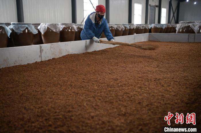 圖為5月10日，工作人員整理鋪撒的酒醅。九美旦增　攝