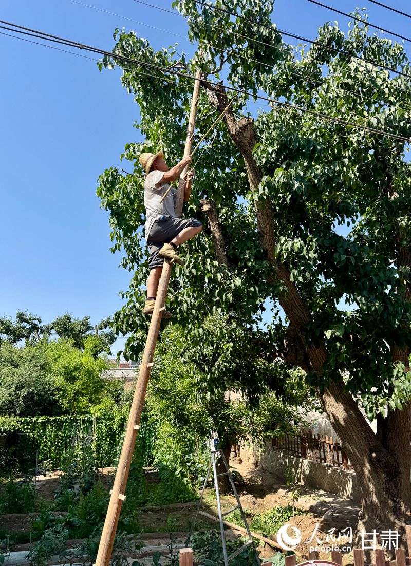 什川古梨園果農魏至玉正踩著蜈蚣梯修剪自家的百年梨樹。人民網記者 焦隆攝