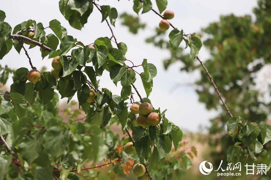 蘭溝村百畝杏林的杏子即將成熟。人民網記者 焦隆攝