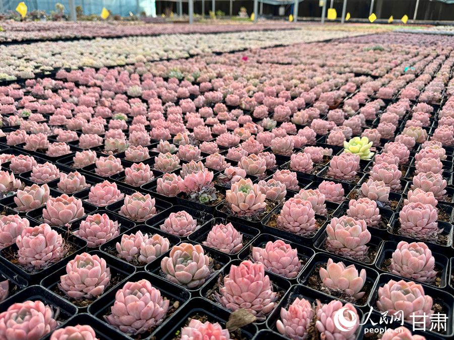 蘭州鑫源現(xiàn)代農業(yè)休閑觀光旅游景區(qū)多肉大棚。人民網記者 焦隆攝